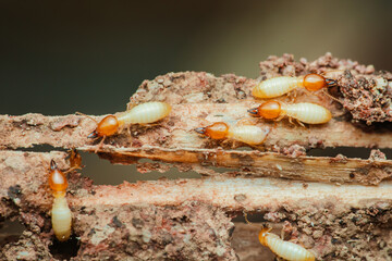 Termites destroying wood: close-up of destructive insects