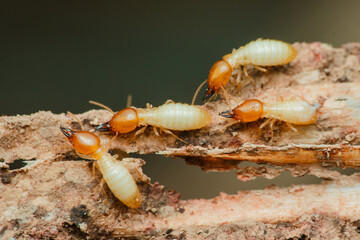 Termites destroying wood: close-up of worker termites feeding