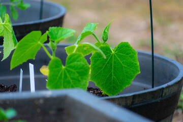 Garden Planters with cucumber and tomato plants growing