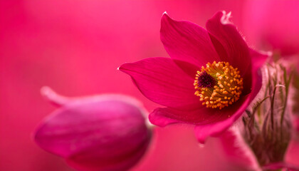 Close-up of vibrant pink orchid flower with delicate petals and yellow center showcasing natural beauty