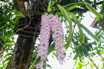 Bouquet of white tropical orchids