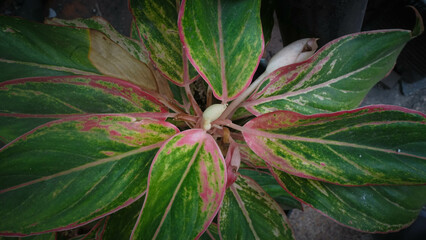 Obraz premium Aglaonema Red Siam Aurora Plant