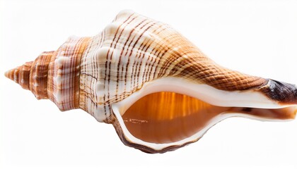 Obraz premium empty seashell isolated on transparent background cutout 