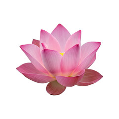 Close-up view of a light pink lotus flower, showcasing its delicate petals and vibrant color.