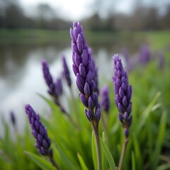 Capullos de flores violetas floreciendo en la orilla del lago del parque