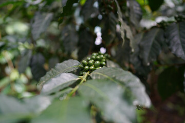 Green Coffee Cherries – Artistic Macro of Nature’s Growth Cycle