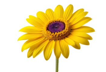 Fototapeta premium The yellow flowers are purple-centred on the stem on a white background