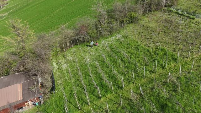 Vneyard with workers managing Guyot-trained vines during spring uphill, rustic farmhouse and green fields emphasize seasonal viticulture and agricultural valley landscape, aerial view, drone shot