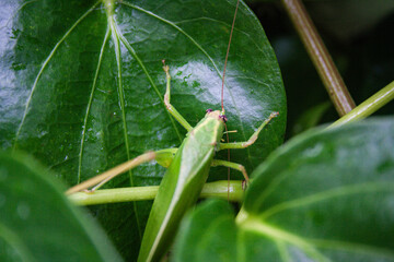 A grasshopper camouflage on the betel leaves with its textured body visible. Macro photography of a grasshopper