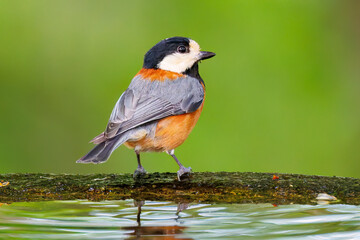 飛び出し飛翔する可愛いヤマガラ（シジュウカラ科）
水盤で水浴びをしている。
英名学名：Varied Tit (Sittiparus varius)
秦野駅近くにある弘法山公園は、浅間山、権現山、弘法山を含む神奈川県立の自然公園。
山頂には野鳥の観察施設「バードサンクチュアリ」がある
神奈川県秦野市- 2025年
