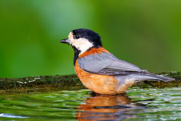 飛び出し飛翔する可愛いヤマガラ（シジュウカラ科）
水盤で水浴びをしている。
英名学名：Varied Tit (Sittiparus varius)
秦野駅近くにある弘法山公園は、浅間山、権現山、弘法山を含む神奈川県立の自然公園。
山頂には野鳥の観察施設「バードサンクチュアリ」がある
神奈川県秦野市- 2025年
