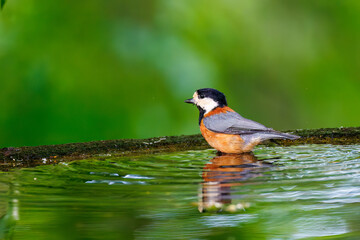 飛び出し飛翔する可愛いヤマガラ（シジュウカラ科）
水盤で水浴びをしている。
英名学名：Varied Tit (Sittiparus varius)
秦野駅近くにある弘法山公園は、浅間山、権現山、弘法山を含む神奈川県立の自然公園。
山頂には野鳥の観察施設「バードサンクチュアリ」がある
神奈川県秦野市- 2025年
