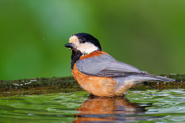 飛び出し飛翔する可愛いヤマガラ（シジュウカラ科）
水盤で水浴びをしている。
英名学名：Varied Tit (Sittiparus varius)
秦野駅近くにある弘法山公園は、浅間山、権現山、弘法山を含む神奈川県立の自然公園。
山頂には野鳥の観察施設「バードサンクチュアリ」がある
神奈川県秦野市- 2025年
