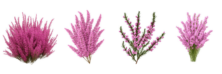 Beautiful pink heather flowers collection four different types of heather blooms isolated transparent background