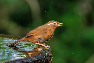 水浴びする可愛いガビチョウ（チメドリ科）
英名学名：Hwamei (family comprising the plovers)
秦野駅近くにある弘法山公園は、浅間山、権現山、弘法山を含む神奈川県立の自然公園。
山頂には野鳥の観察施設「バードサンクチュアリ」がある
神奈川県秦野市- 2025年
