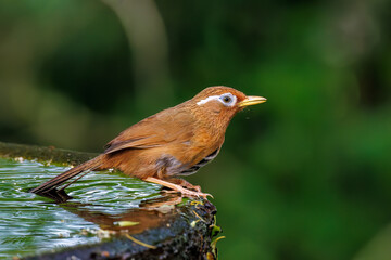 水浴びする可愛いガビチョウ（チメドリ科）
英名学名：Hwamei (family comprising the plovers)
秦野駅近くにある弘法山公園は、浅間山、権現山、弘法山を含む神奈川県立の自然公園。
山頂には野鳥の観察施設「バードサンクチュアリ」がある
神奈川県秦野市- 2025年
