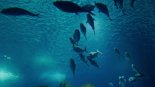 Underwater view of a school of fish swimming peacefully in the ocean, showcasing the serene marine life and the beauty of aquatic environments. Underwater View of Fish Swimming in the Ocean