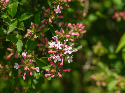 Close-up photo of a pink Taehyun's abelia (Abelia mosanensis), a Korean endemic species, in full bloom in spring
