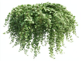 Obraz premium Close up of Muehlenbeckia Complexa plant cascading down in studio shot isolated on white background indoor houseplant vine plant greenery