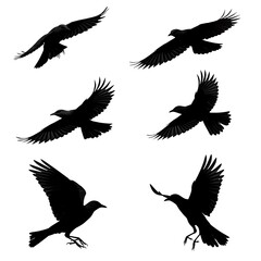 Raven's Flight: A Silhouette Symphony