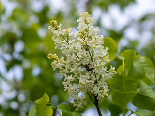 White lilac in spring. Blossoming branch of a white lilac. Garden and park shrubs