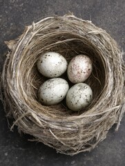 Obraz premium Bird's Nest with Speckled Eggs Close Up Still Life Top View Natural Light Springtime Symbol of New Life and Motherhood