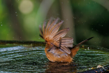 水浴びする可愛いガビチョウ（チメドリ科）
英名学名：Hwamei (family comprising the plovers)
秦野駅近くにある弘法山公園は、浅間山、権現山、弘法山を含む神奈川県立の自然公園。
山頂には野鳥の観察施設「バードサンクチュアリ」がある
神奈川県秦野市- 2025年
