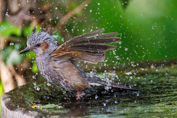 泉で水浴びをする可愛いヒヨドリ（ヒヨドリ科）
英名学名：Brown eared Bulbul (Hypsipetes amaurotis) 
秦野駅近くにある弘法山公園は、浅間山、権現山、弘法山を含む神奈川県立の自然公園。
山頂には野鳥の観察施設「バードサンクチュアリ」がある
神奈川県秦野市- 2025年
