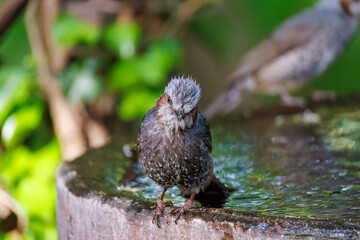 泉で水浴びをする可愛いヒヨドリ（ヒヨドリ科）
英名学名：Brown eared Bulbul (Hypsipetes amaurotis) 
秦野駅近くにある弘法山公園は、浅間山、権現山、弘法山を含む神奈川県立の自然公園。
山頂には野鳥の観察施設「バードサンクチュアリ」がある
神奈川県秦野市- 2025年
