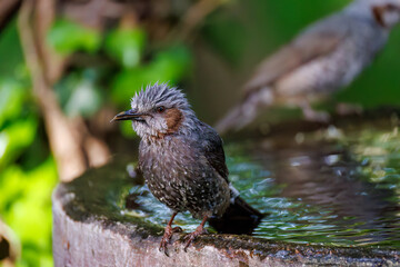 泉で水浴びをする可愛いヒヨドリ（ヒヨドリ科）
英名学名：Brown eared Bulbul (Hypsipetes amaurotis) 
秦野駅近くにある弘法山公園は、浅間山、権現山、弘法山を含む神奈川県立の自然公園。
山頂には野鳥の観察施設「バードサンクチュアリ」がある
神奈川県秦野市- 2025年
