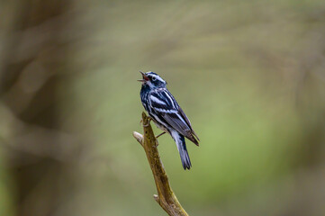 Black and White Warbler Singing Close Up at Fort Mountain State Park, near Chatsworth, Georgia.
