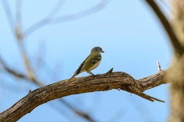 Blue Headed Vireo at Fort Mountain State Park, near Chatsworth, Georgia.