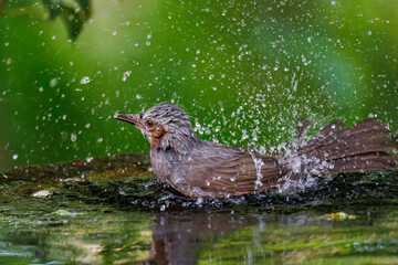 泉で水浴びをする可愛いヒヨドリ（ヒヨドリ科）
英名学名：Brown eared Bulbul (Hypsipetes amaurotis) 
秦野駅近くにある弘法山公園は、浅間山、権現山、弘法山を含む神奈川県立の自然公園。
山頂には野鳥の観察施設「バードサンクチュアリ」がある
神奈川県秦野市- 2025年
