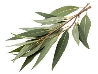 Willow Branch with Green Leaves Isolated on transparent background cutout, PNG file, Cutout file