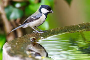 泉で水浴びする可愛いシジュウカラ（シジュウカラ科）の幼鳥
英名学名：Japanese Tit (Parus minor) 
秦野駅近くにある弘法山公園は、浅間山、権現山、弘法山を含む神奈川県立の自然公園。
山頂には野鳥の観察施設「バードサンクチュアリ」がある
神奈川県秦野市- 2025年
