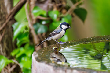 Obraz premium 泉で水浴びする可愛いシジュウカラ（シジュウカラ科）の幼鳥 英名学名：Japanese Tit (Parus minor) 秦野駅近くにある弘法山公園は、浅間山、権現山、弘法山を含む神奈川県立の自然公園。 山頂には野鳥の観察施設「バードサンクチュアリ」がある 神奈川県秦野市- 2025年 