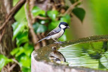 泉で水浴びする可愛いシジュウカラ（シジュウカラ科）の幼鳥
英名学名：Japanese Tit (Parus minor) 
秦野駅近くにある弘法山公園は、浅間山、権現山、弘法山を含む神奈川県立の自然公園。
山頂には野鳥の観察施設「バードサンクチュアリ」がある
神奈川県秦野市- 2025年
