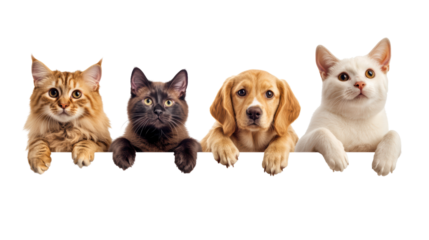 Four adorable pets, including three cats and a dog, peek over a blank white banner in a studio shot.