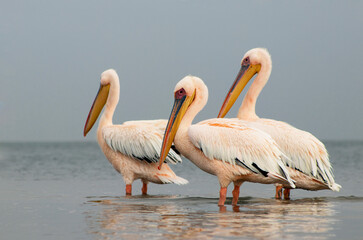 African wild birds. Great pelicans on the blue lagoon on a summer morning