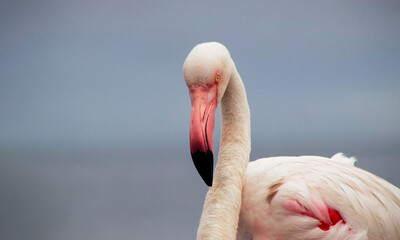Wild african bird.  A close-up of the Great African Flamingo.