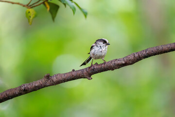 飛び回る可愛いエナガ（エナガ科）の群れ
水盤で水浴びをしている。
英名学名：long tailed tit (Aegithalos caudatus)
秦野駅近くにある弘法山公園は、浅間山、権現山、弘法山を含む神奈川県立の自然公園。
山頂には野鳥の観察施設「バードサンクチュアリ」がある
神奈川県秦野市- 2025年

