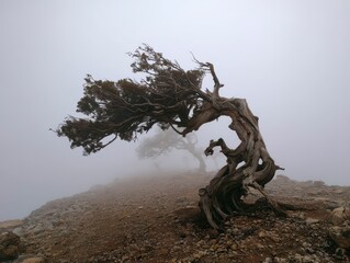 Ancient old twisted juniper tree with fog on mountain climb