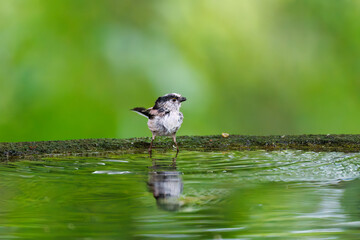 飛び回る可愛いエナガ（エナガ科）の群れ
水盤で水浴びをしている。
英名学名：long tailed tit (Aegithalos caudatus)
秦野駅近くにある弘法山公園は、浅間山、権現山、弘法山を含む神奈川県立の自然公園。
山頂には野鳥の観察施設「バードサンクチュアリ」がある
神奈川県秦野市- 2025年
