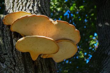 Underside of Dyrad's Saddle mushrooms growing on the trunk of a tree.