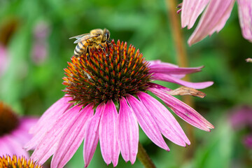 Closeup shot of bee ontop of coneflower with bits of pollen.