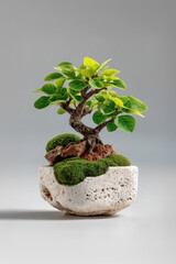 Small bonsai tree growing in a decorative pot with moss and rocks