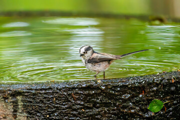 飛び回る可愛いエナガ（エナガ科）の群れ
水盤で水浴びをしている。
英名学名：long tailed tit (Aegithalos caudatus)
秦野駅近くにある弘法山公園は、浅間山、権現山、弘法山を含む神奈川県立の自然公園。
山頂には野鳥の観察施設「バードサンクチュアリ」がある
神奈川県秦野市- 2025年
