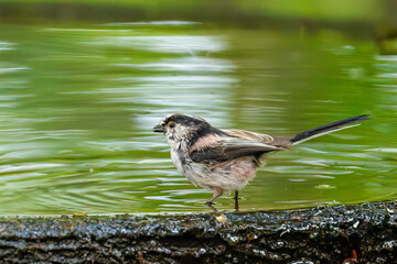 飛び回る可愛いエナガ（エナガ科）の群れ
水盤で水浴びをしている。
英名学名：long tailed tit (Aegithalos caudatus)
秦野駅近くにある弘法山公園は、浅間山、権現山、弘法山を含む神奈川県立の自然公園。
山頂には野鳥の観察施設「バードサンクチュアリ」がある
神奈川県秦野市- 2025年
