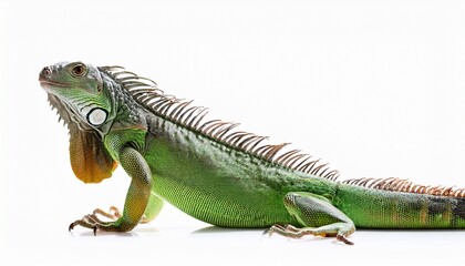 Obraz premium green iguana isolated on transparent background cutout 