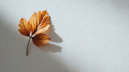 a single leaf casting a soft shadow on a white surface, modern minimal layout, light tone, empty background for typography,